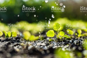 Plant sprouts in the field and farmer is watering it